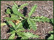 Southwestern Ontario Weeds